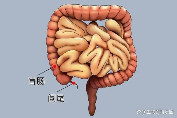 结肠长度一般为多少米正常缩略图