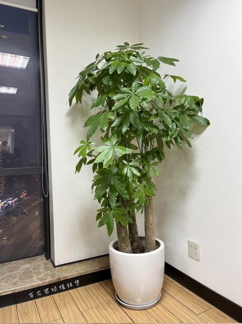 绿植租赁价格缩略图