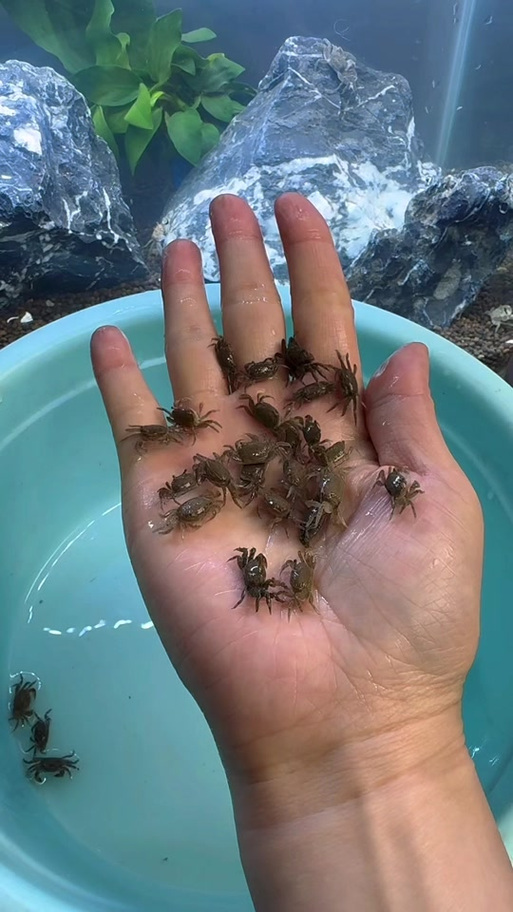 小螃蟹缩略图