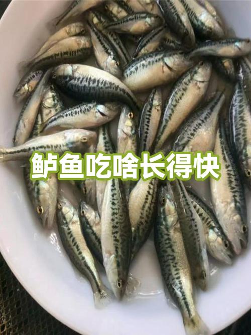鲈鱼过夜还能吃吗游戏截图