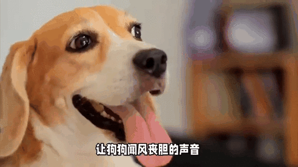 听到声音就会吓一跳缩略图