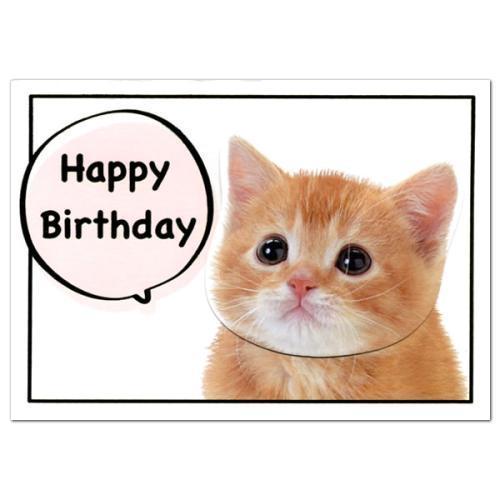 猫生日简短走心的句子缩略图