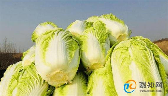 龙牙白菜百度百科缩略图