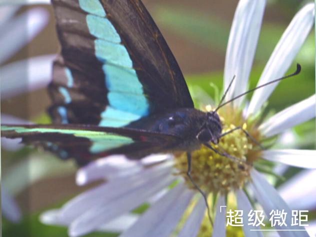 超级微距是什么意思缩略图