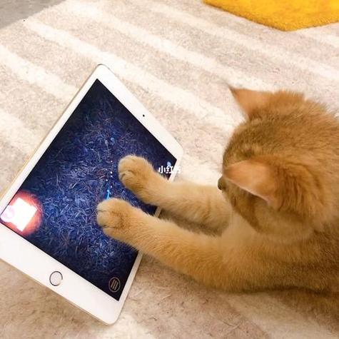 猫咪玩的触屏游戏抓老鼠缩略图