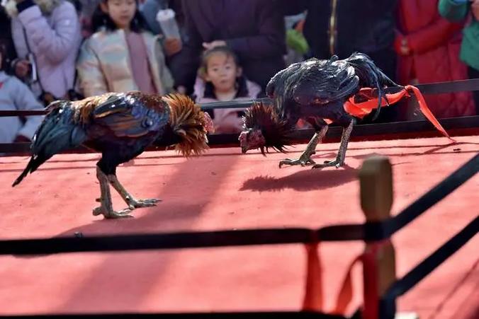 疯狂战斗鸡场下载缩略图