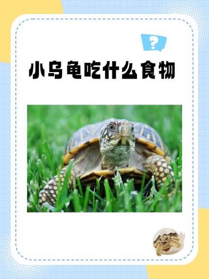 乌龟可以吃吗?游戏截图