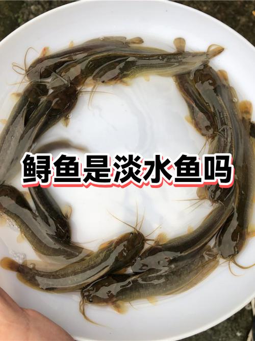 鲟鱼为啥叫癌症鱼呢缩略图