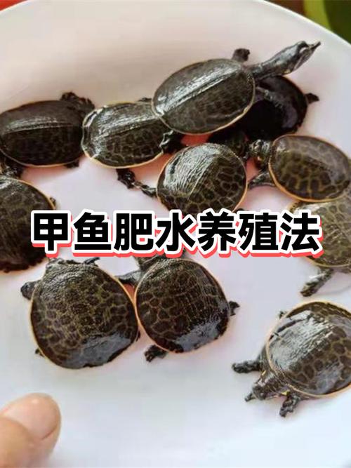 甲鱼为何不建议养呢缩略图