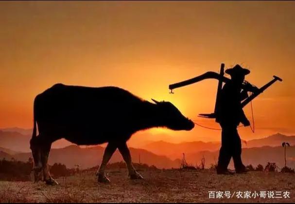 自己耕田优美句子简短缩略图