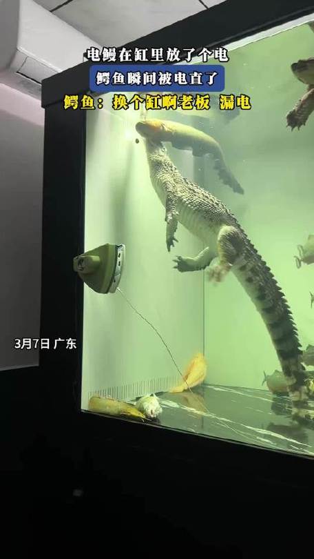 电鳗 鳄鱼缩略图