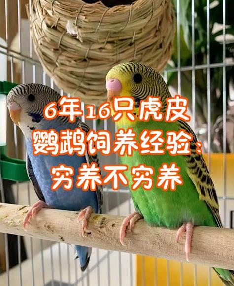 养虎皮鹦鹉是养两只好还是一只好缩略图