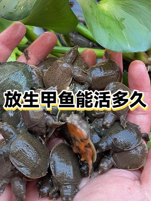 甲鱼寿命有多长缩略图