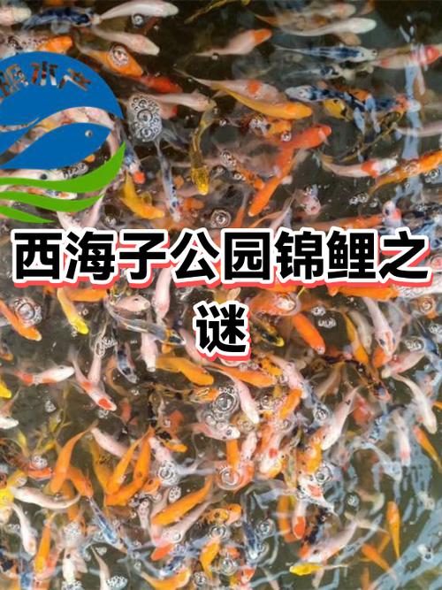 锦鲤是什么意思游戏截图
