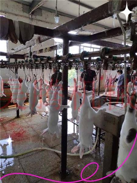 肉兔加工厂电话缩略图