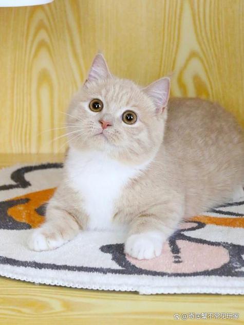 十大矮脚猫排名缩略图