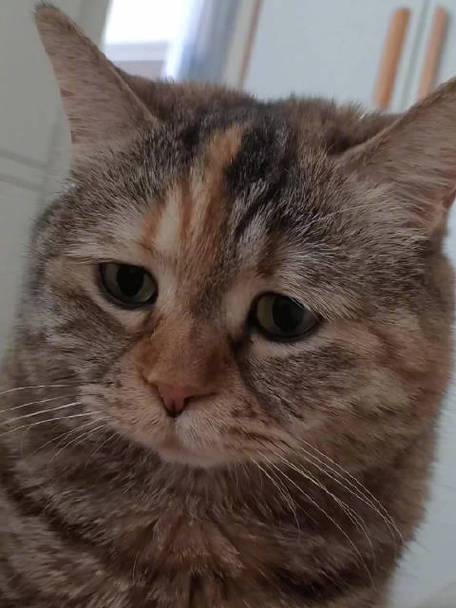 可爱小猫の心事字体免费下载缩略图