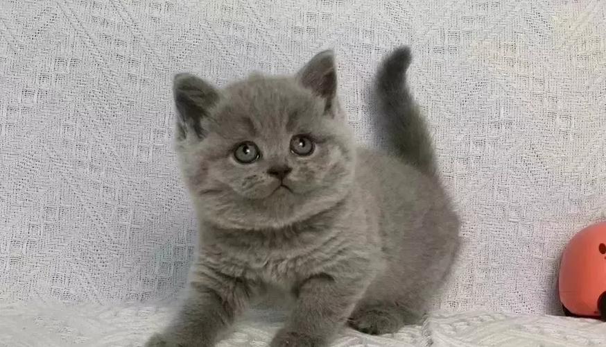 跟蓝猫一样的软件游戏截图