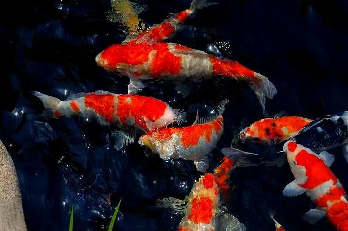 锦鲤之王什么意思缩略图