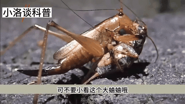 驱赶蛐蛐的声音游戏截图