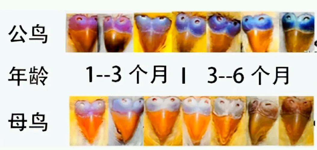 虎皮鹦鹉怎么养游戏截图