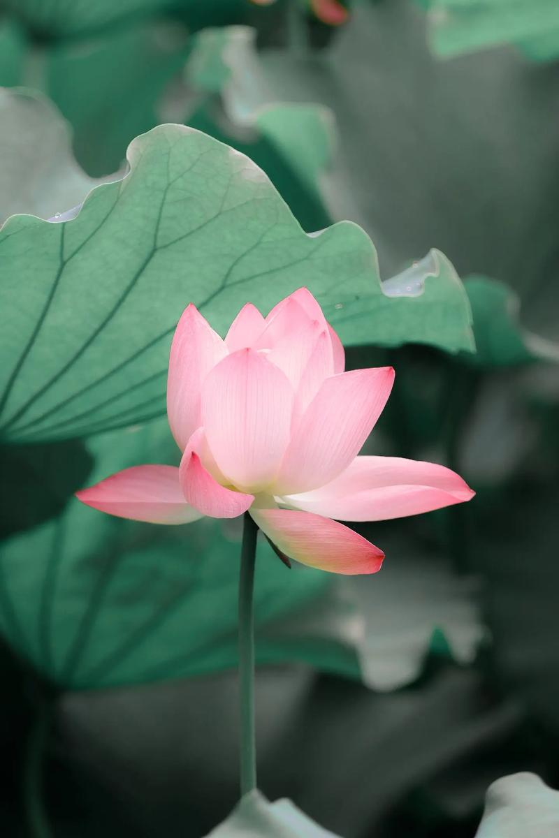 荷花网n缩略图