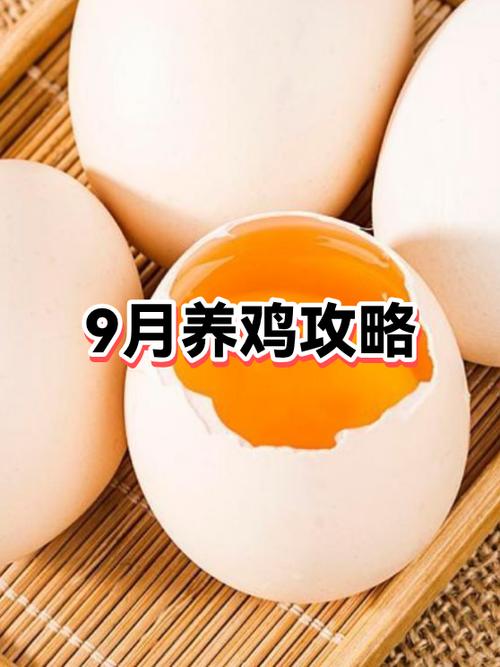 蚂蚁庄园养鸡攻略缩略图