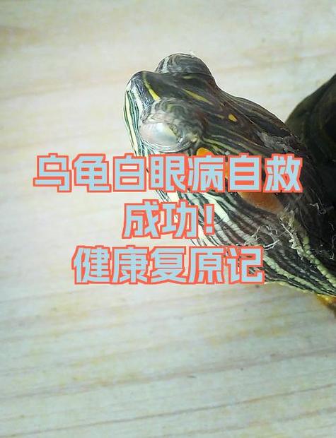 乌龟烂眼睛最快治疗方法游戏截图