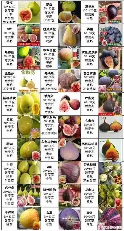 无花果最好三个品种缩略图