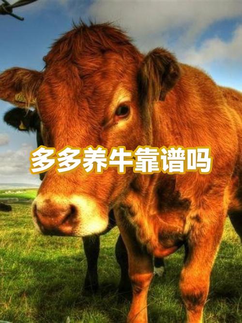 多多养牛一天能赚多少钱缩略图