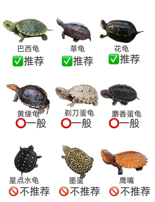 养龟养几只最吉利游戏截图