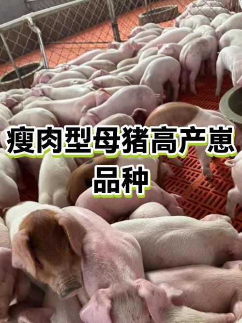 母猪排名第一名缩略图