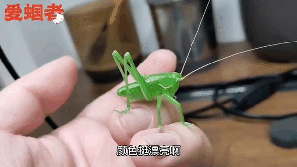 母蝈蝈叫声缩略图
