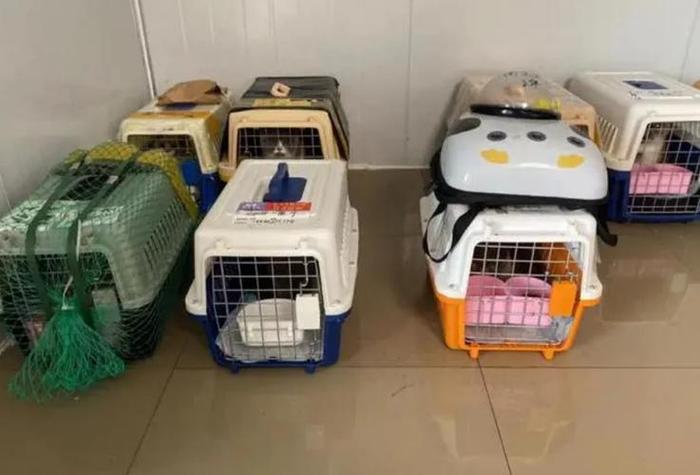 顺丰快递寄宠物游戏截图