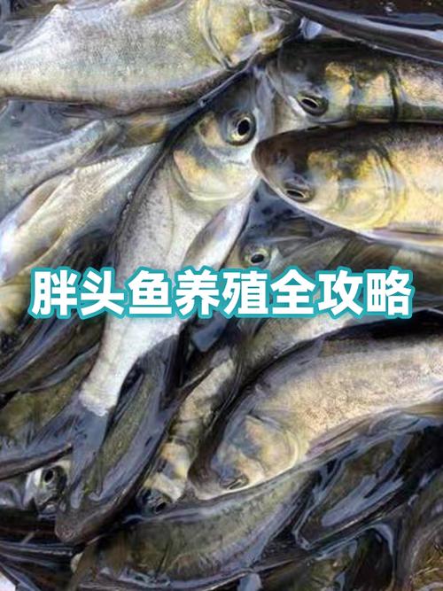 胖头鱼肉发红图片缩略图