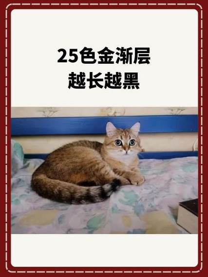 金渐层猫图片 价格表缩略图