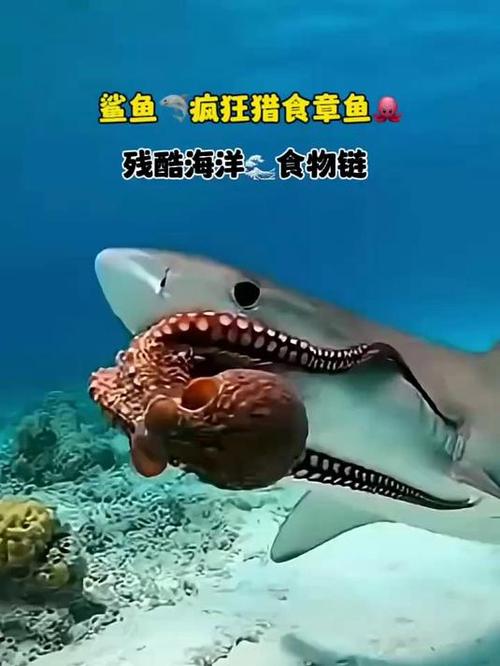 鲨鱼吃章鱼视频缩略图