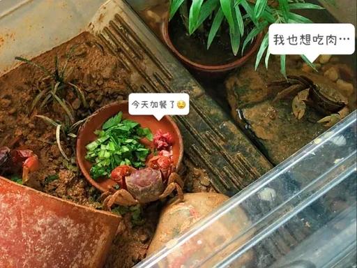 养螃蟹游戏截图