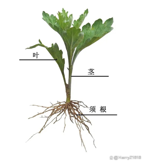 菊花的寿命是几年游戏截图