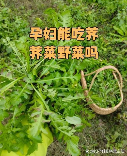 荠菜孕妇能吃吗游戏截图