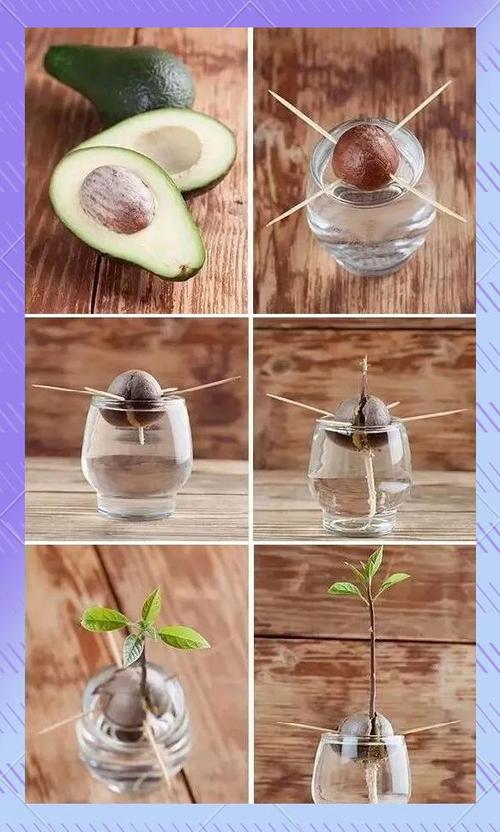 牛油果核的功效与作用缩略图