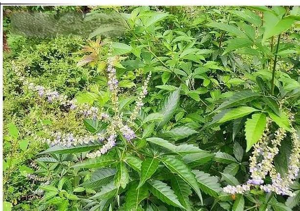 鬼风疙瘩民间土法治疗缩略图