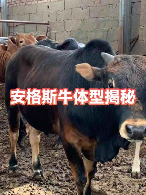 牛品种大全一览表游戏截图