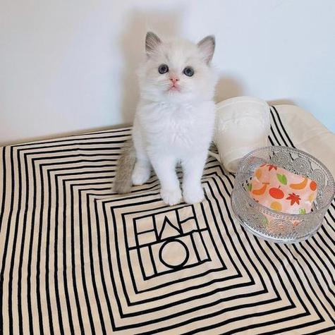 猫咪官方网站2.0缩略图