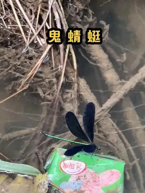 鬼蜻蜓有毒吗缩略图