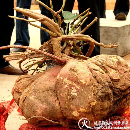 世界上最好吃的红薯缩略图