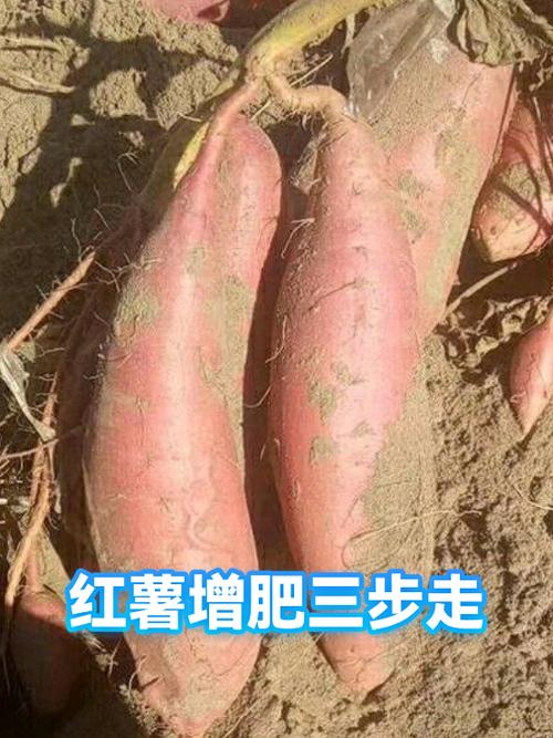 烤地瓜增肥还是减肥缩略图