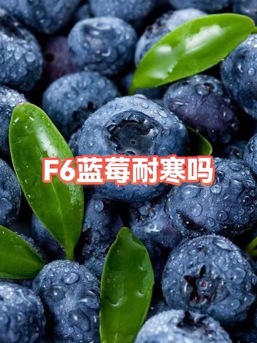 蓝莓耐寒吗游戏截图