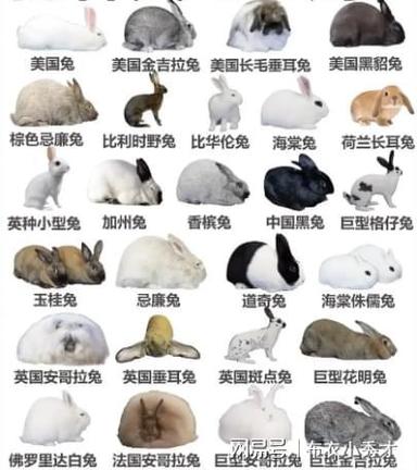 十大最漂亮的兔子品种游戏截图