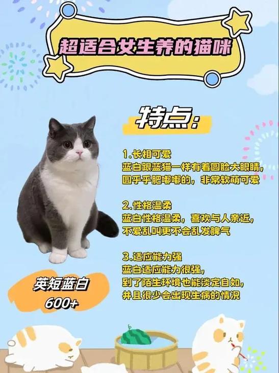 新手养猫的注意事项有哪些缩略图